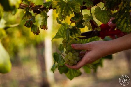 Postani vinar za en dan 12